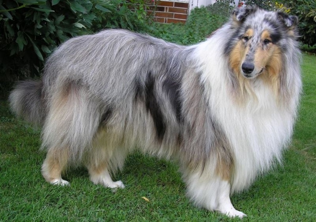 Alf Blue Angel From River Agara